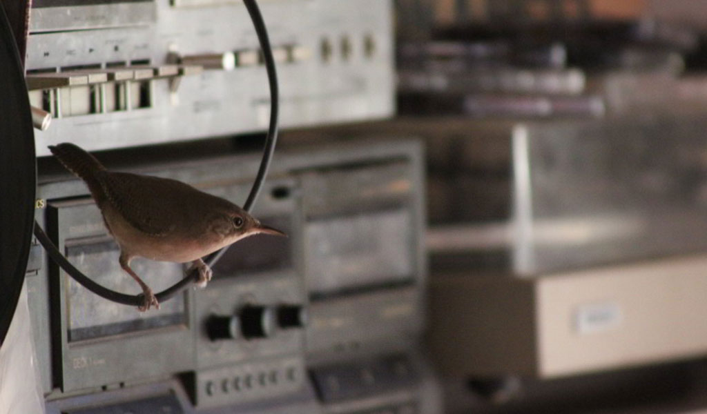 Ivonne van Cleef | The Rustler (El Cuatrero)